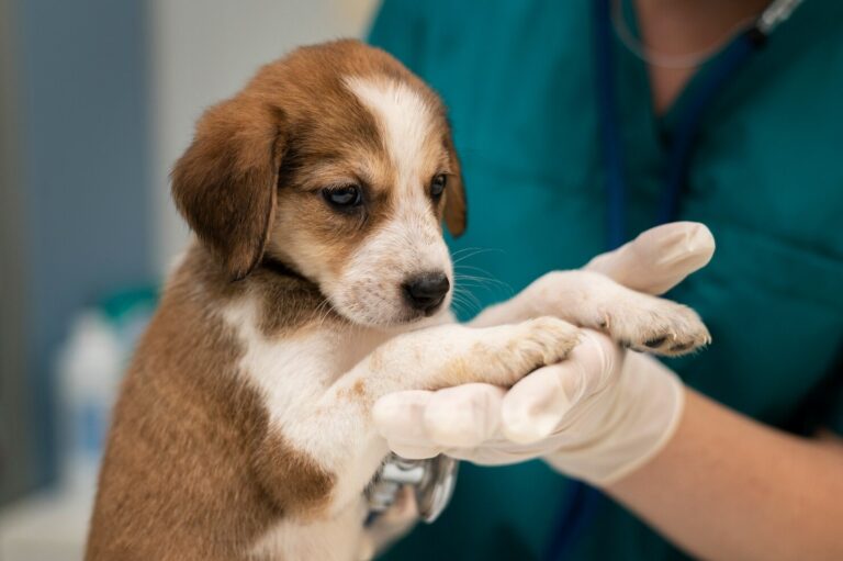Anal Gland Disease in Dogs