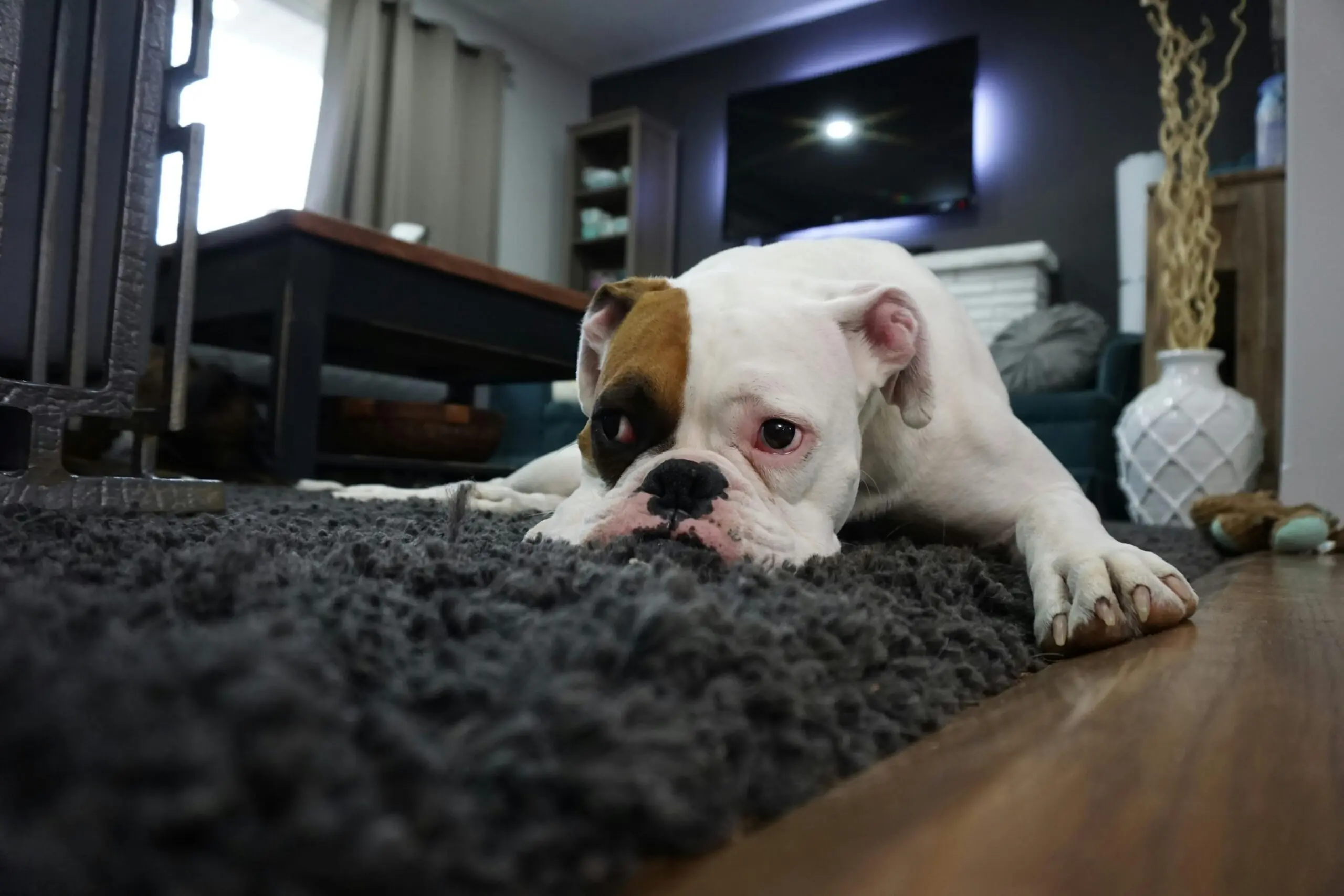 Anxiety on Dog scaled