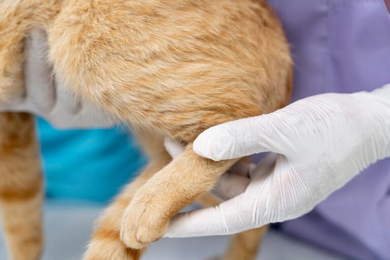 Arthritis in Cats 1