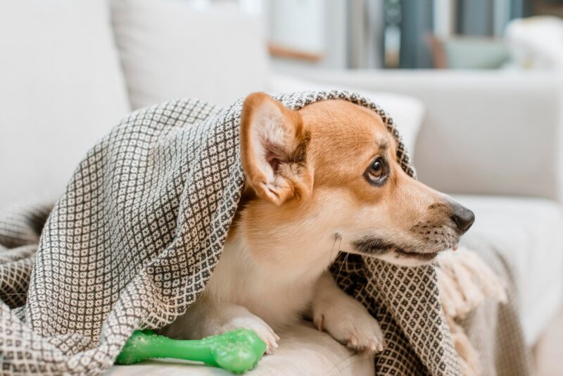 Atopic dermatitis in dogs — close-up of dog scratching inflamed itchy skin