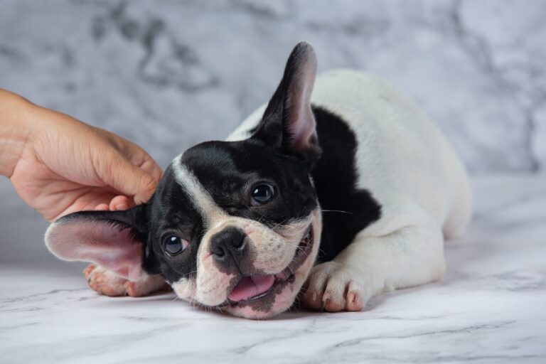 Aural Hematoma in Dogs