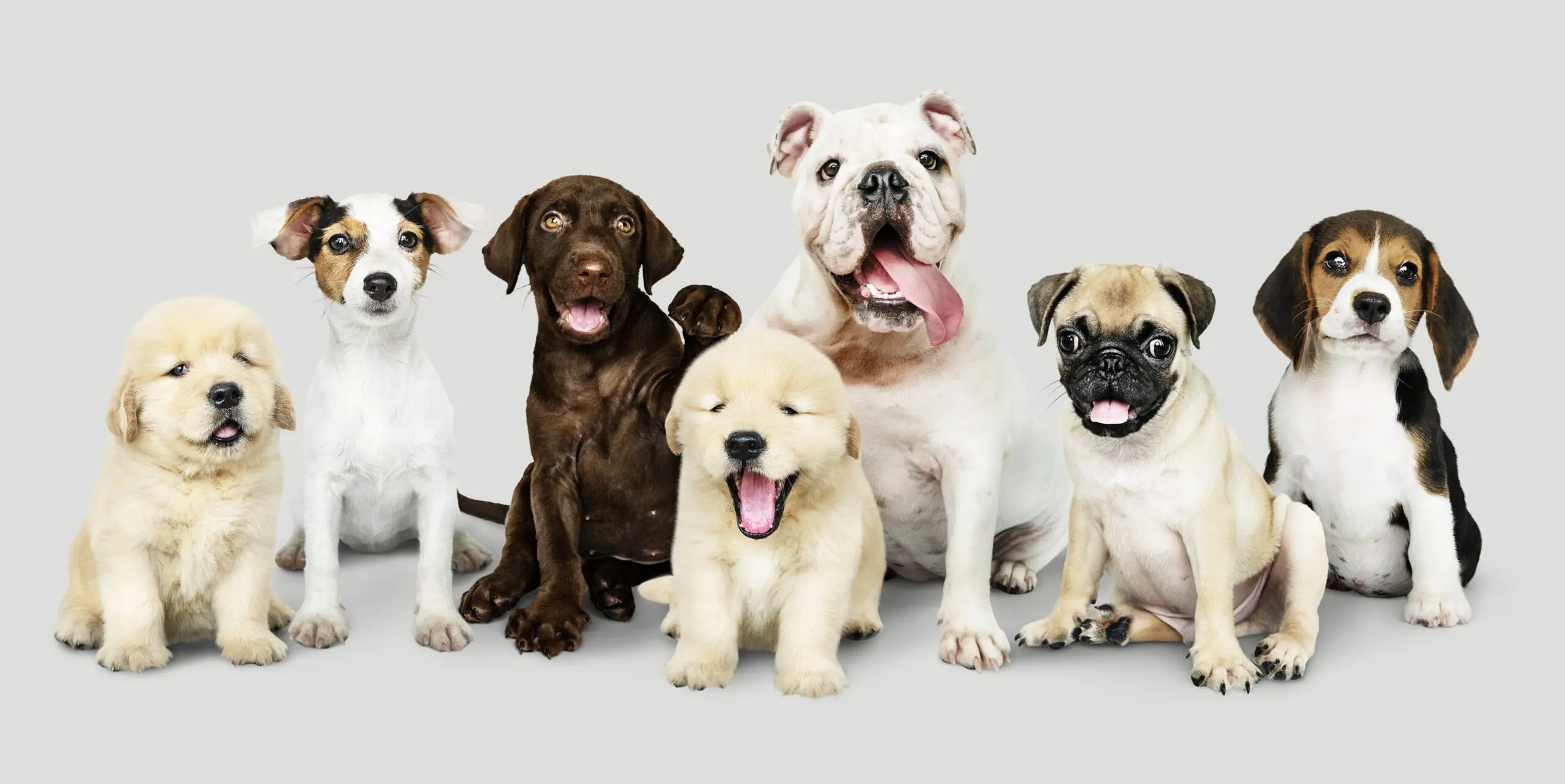 Average Growth and Development of a Healthy Pupp scaled