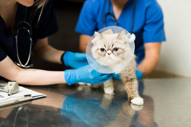 Cancer in Cats