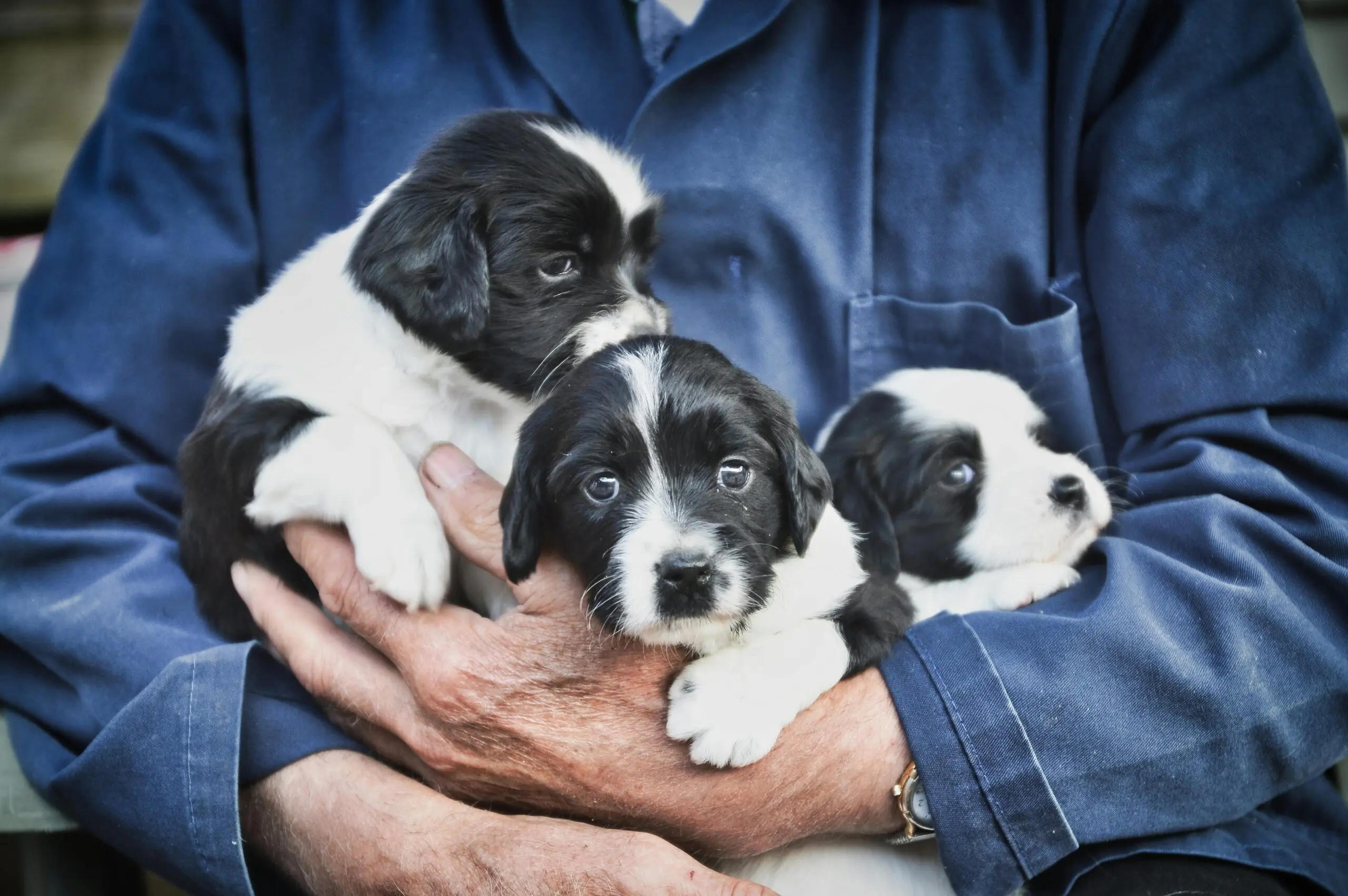 Caring For a New Puppy scaled