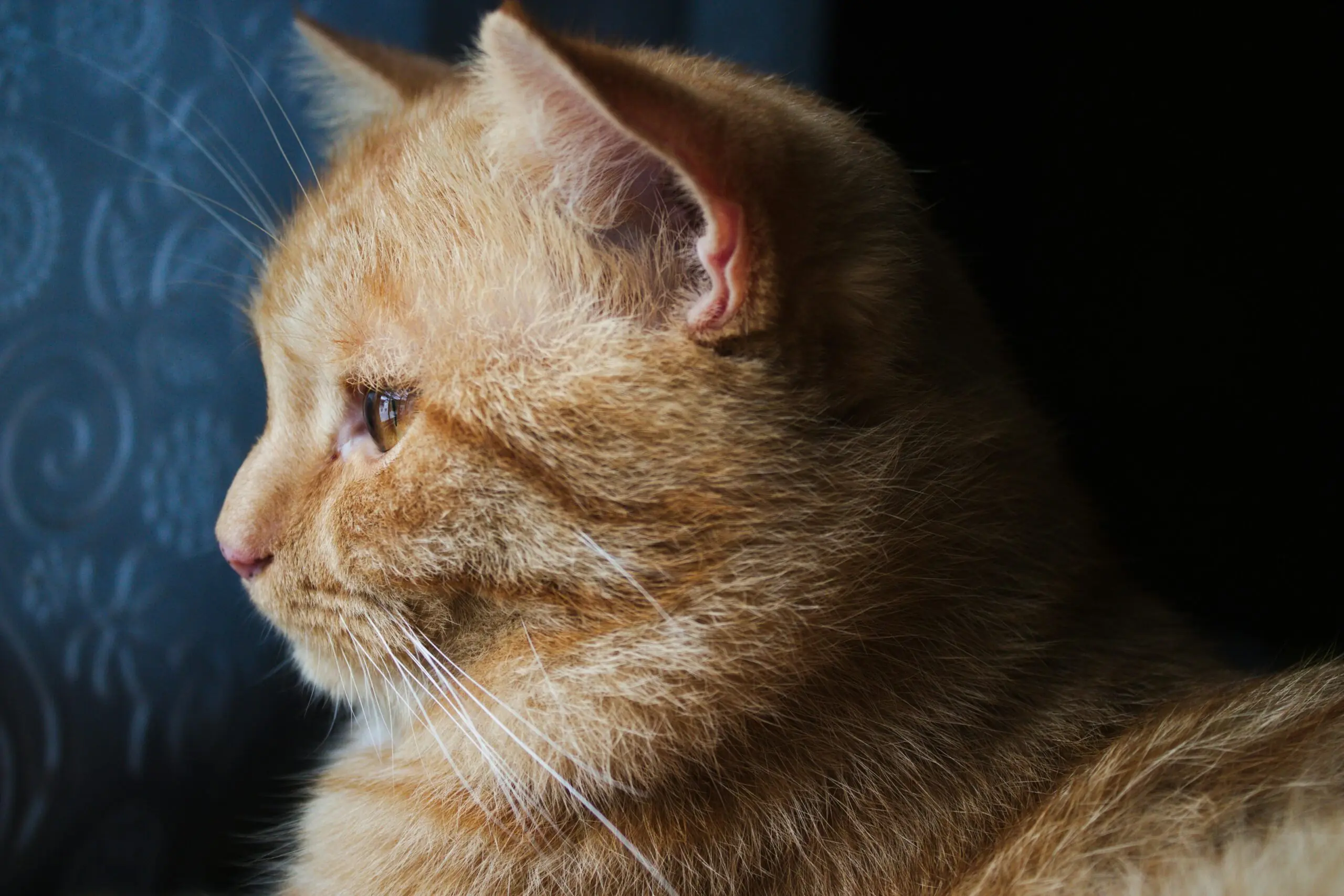 How do You Know If Your Cat is in Pain? 1 Cat is in Pain scaled