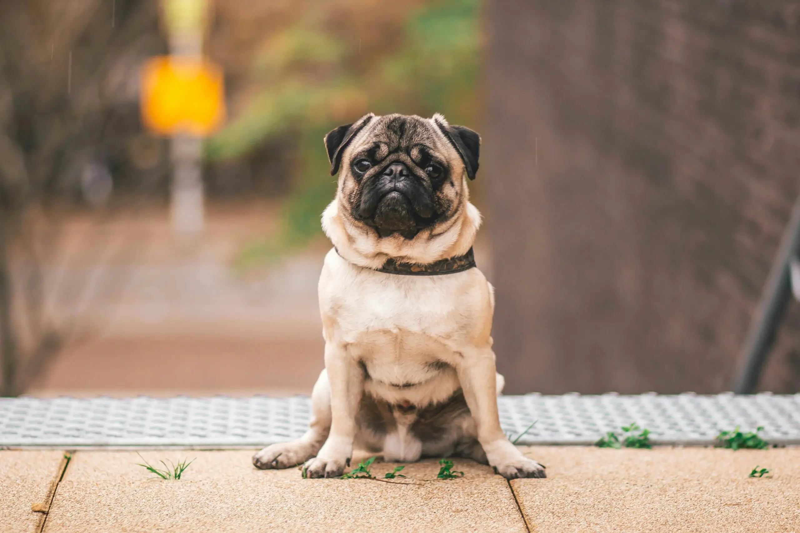 Causes of Urinary Incontinence in Dogs scaled