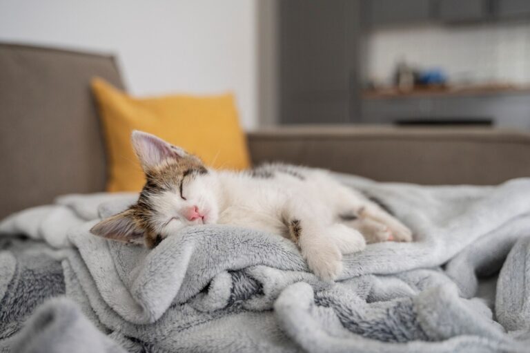 Common Emergencies in Cats