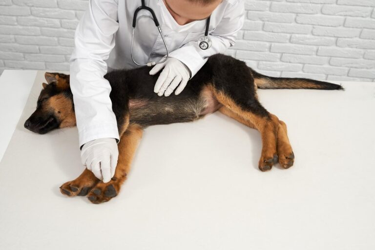 Common Emergencies in Dogs