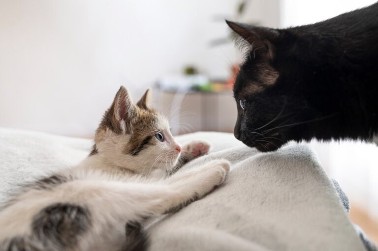 Common Genetic Diseases in Cats