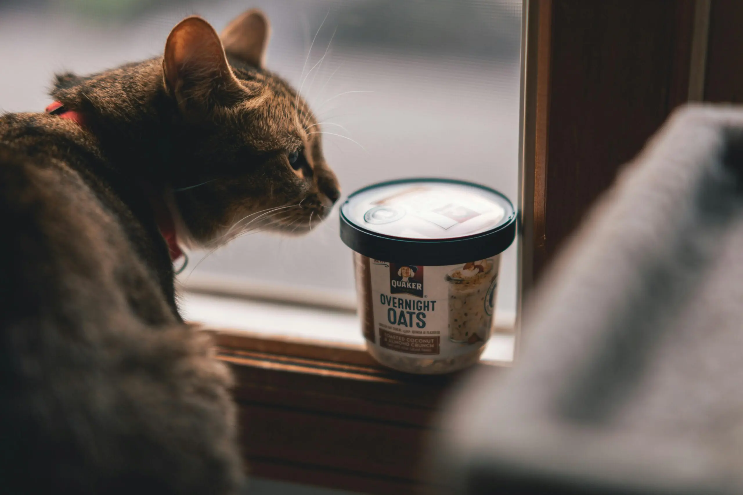 Common Pet Nutrition Questions scaled