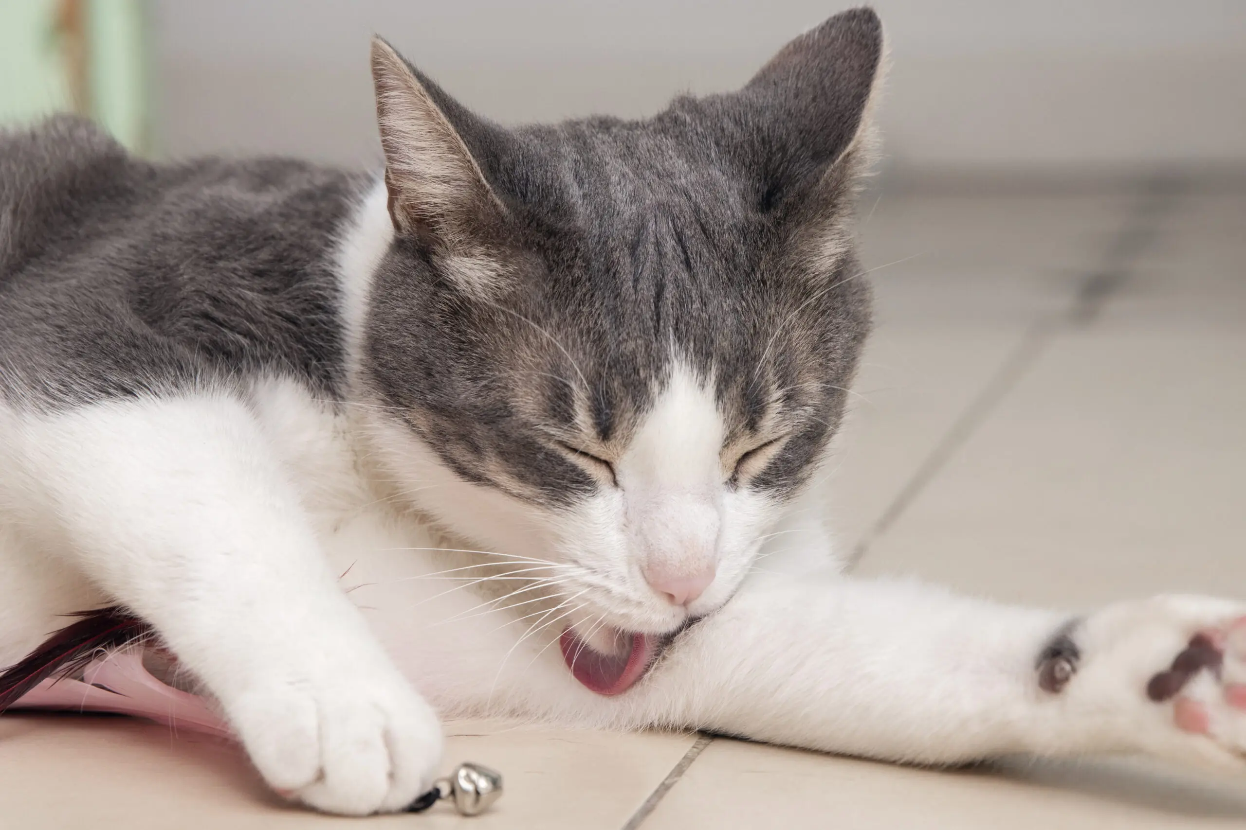 How do You Know If Your Cat is in Pain? 2 Common Sign of Cat Pain scaled