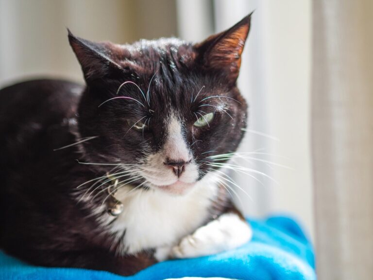 Conjunctivitis in Cats