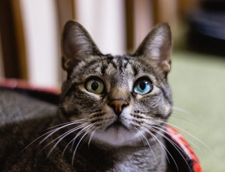 Corneal Ulcers in Cats