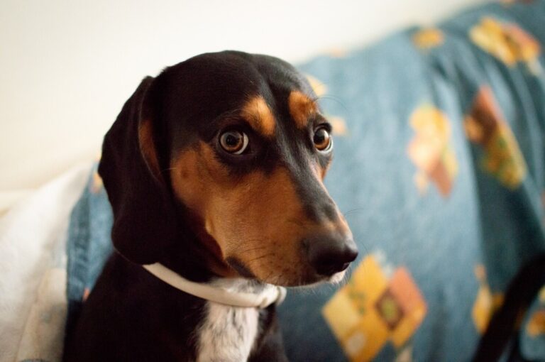 Corneal Ulcers in Dogs
