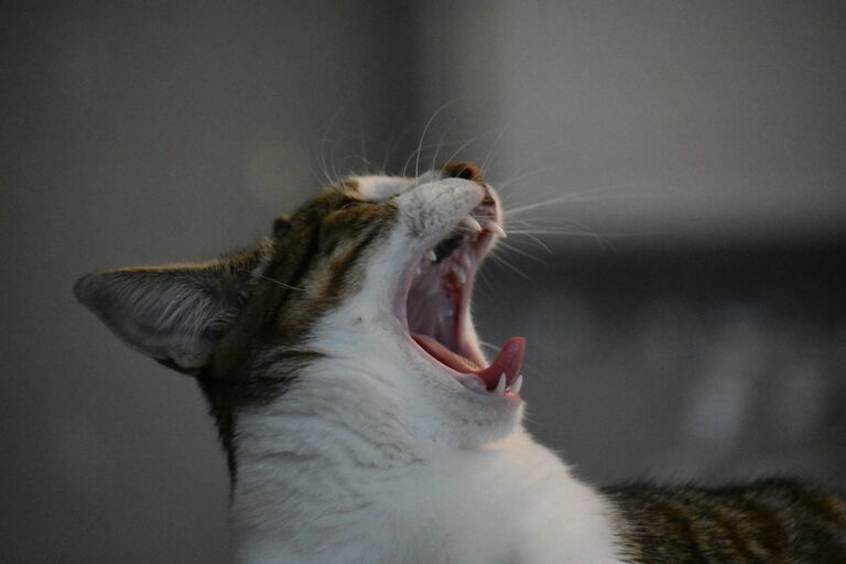Coughing in Cats