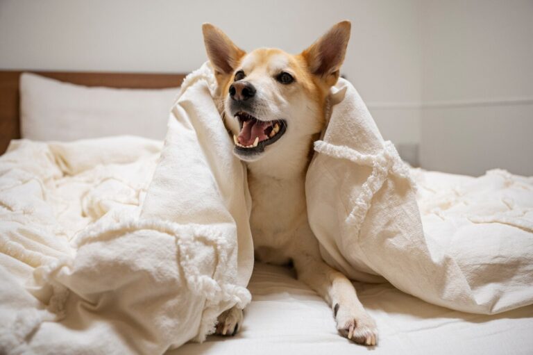 Coughing in Dogs