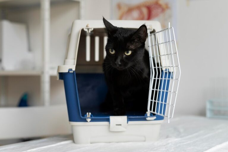 Diabetes Mellitus in Cats