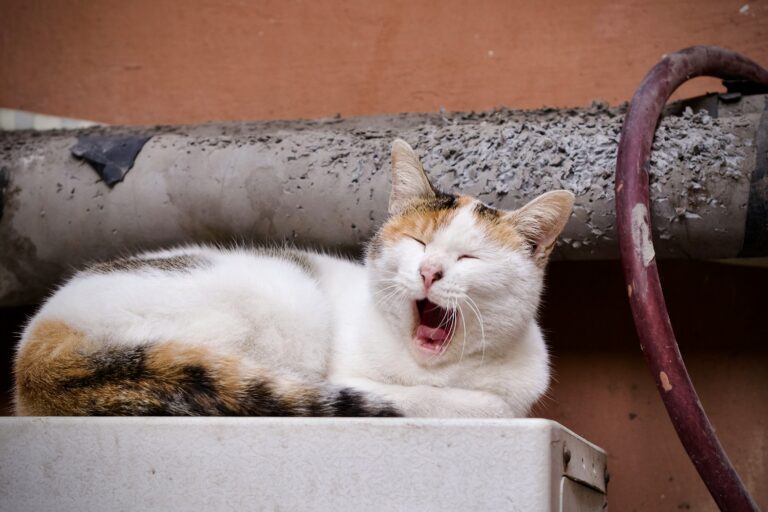 Diarrhea in Cats