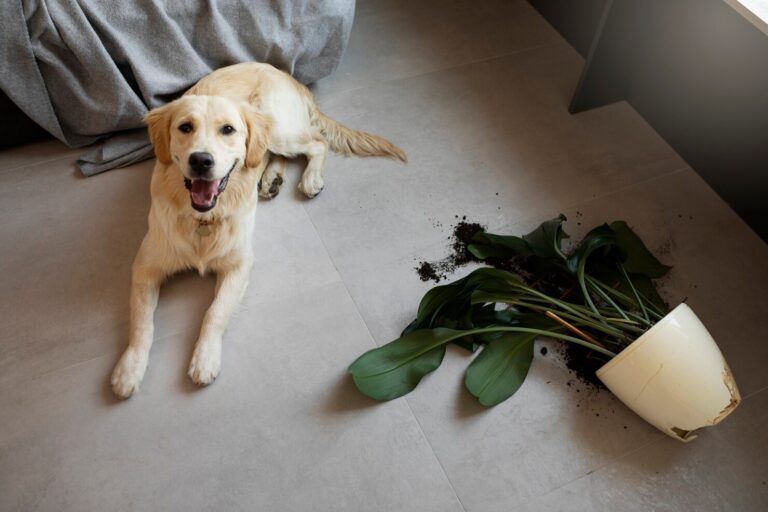 Diarrhea in Dogs