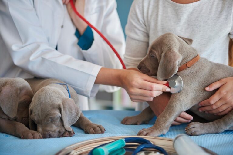Dilated Cardiomyopathy in Dogs