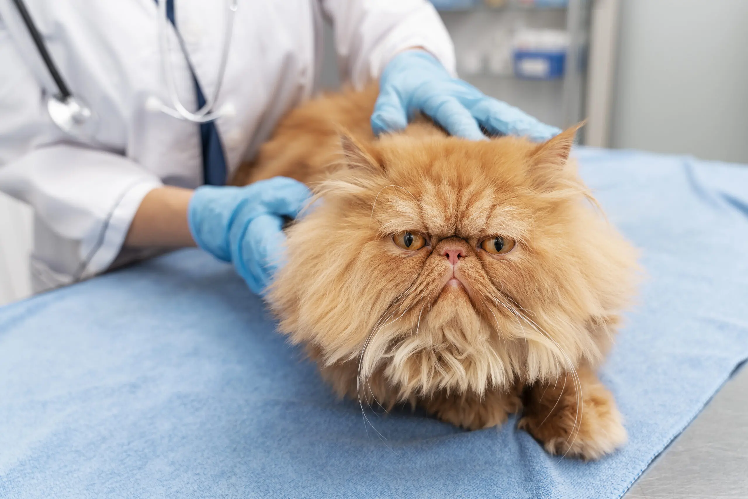Diseases Treated Using Stem Cell Therapy for Cats scaled