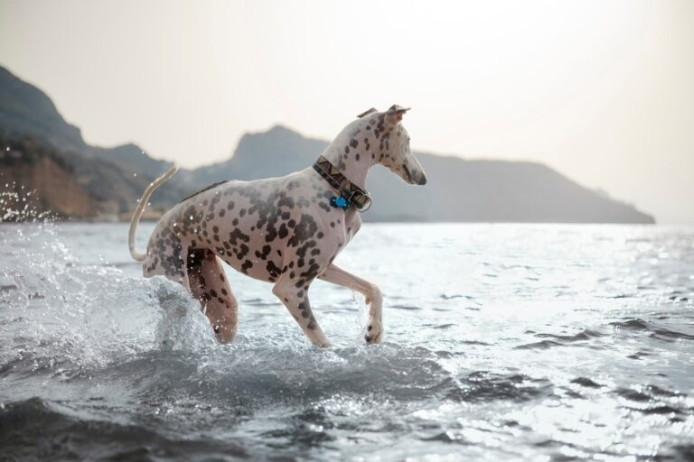 Diving into Canine Obesity