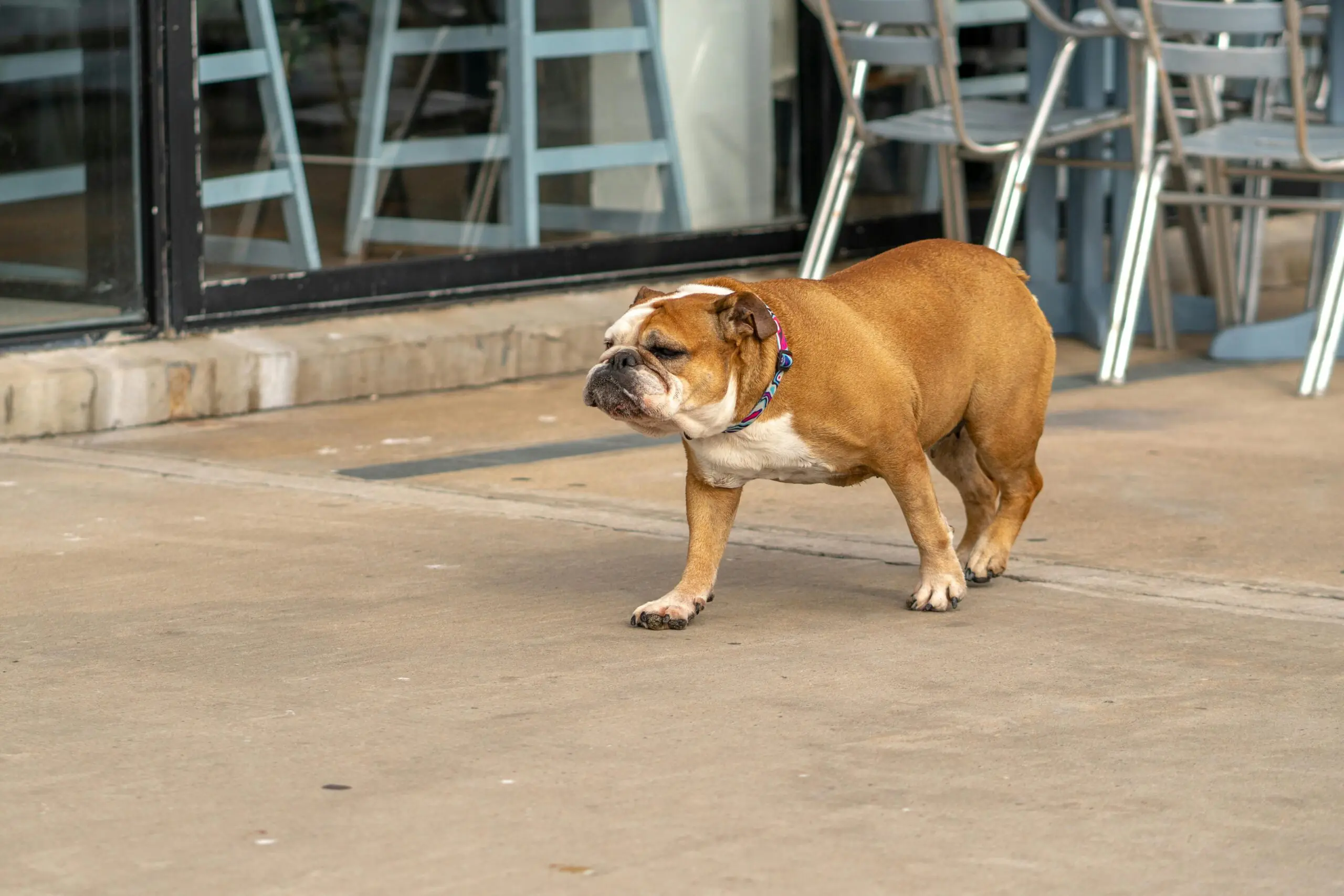 Dog doing pooty scaled