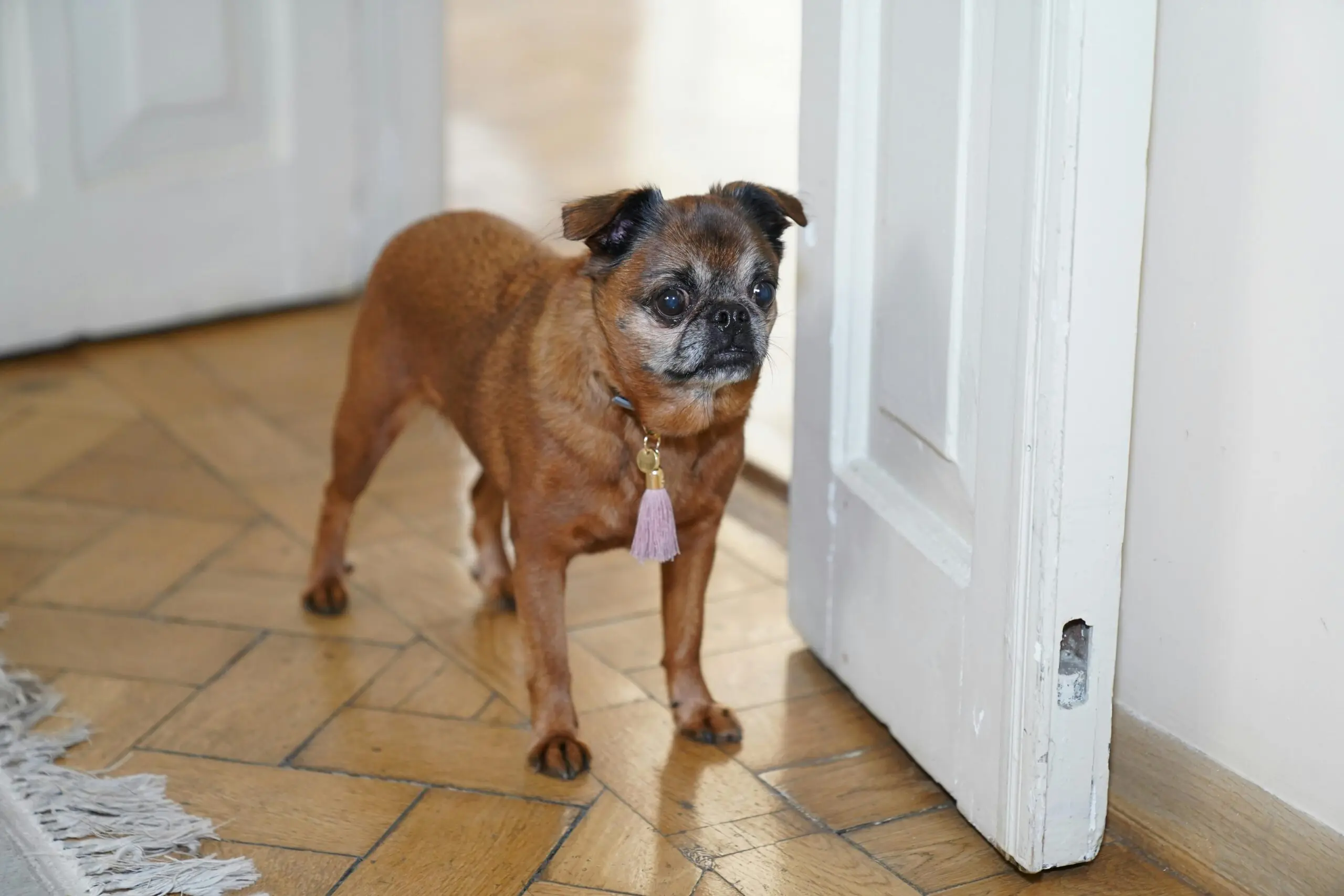 Dogs Poop in Different Ways scaled