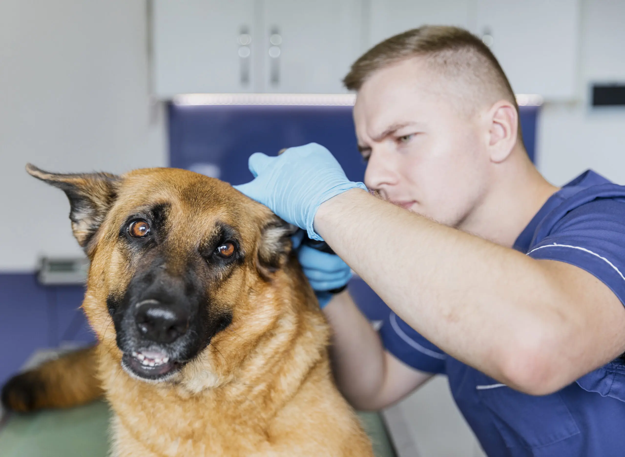 Ear Infections in Dog scaled