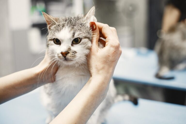 Ear Mites in Cats1