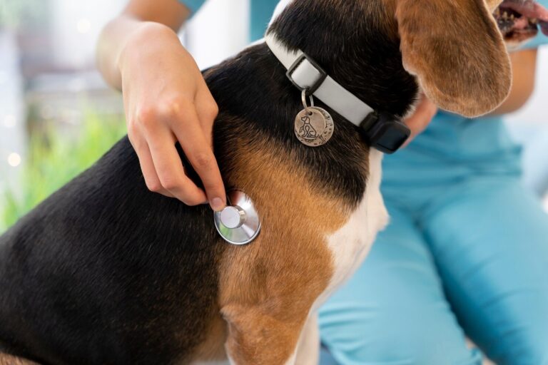 External Parasites in Dogs