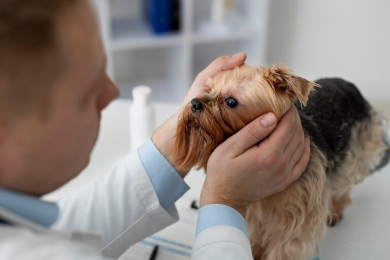Eye Infection in Dogs
