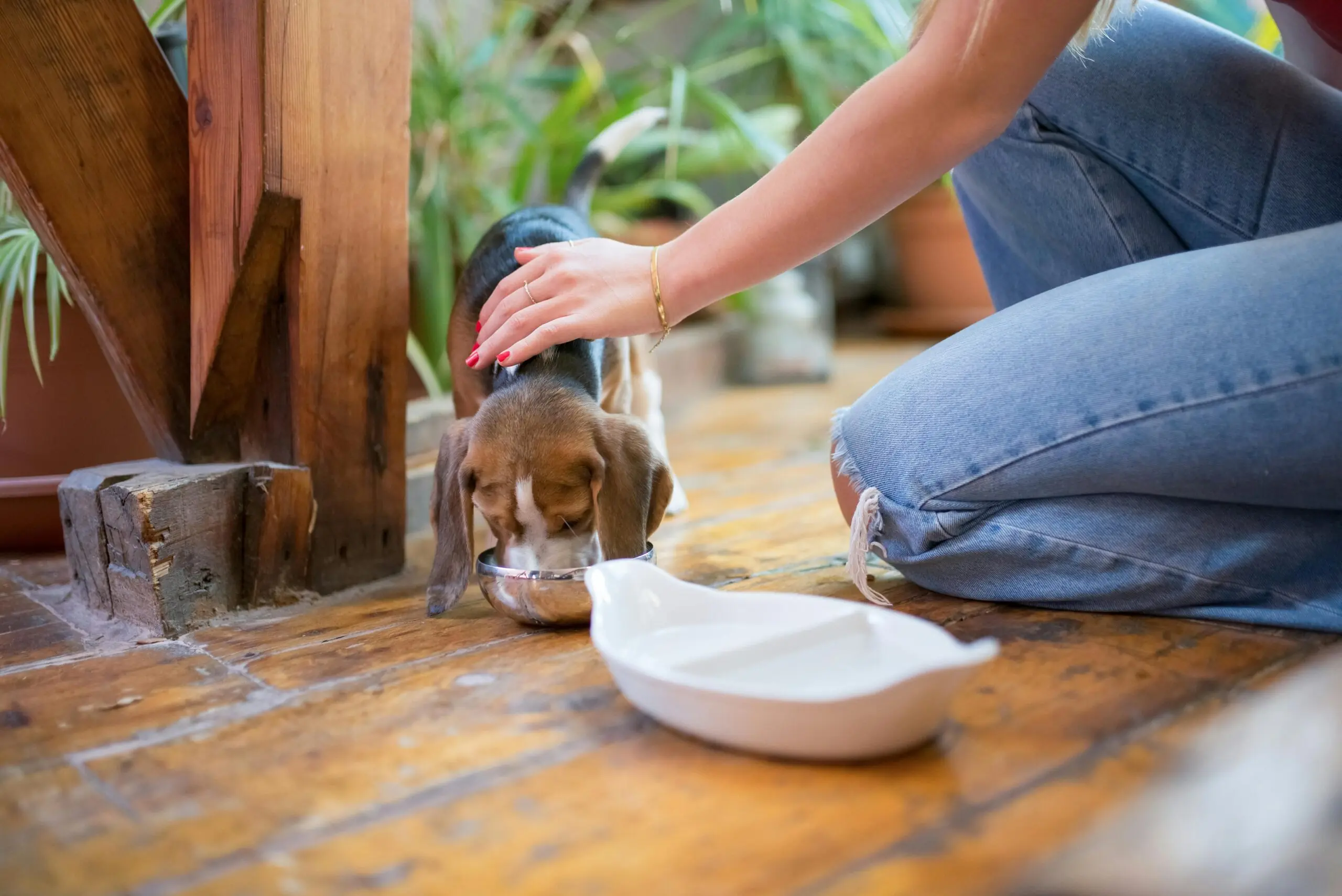 How To Care For Newborn Puppies 2 Feed a Newborn Puppy scaled
