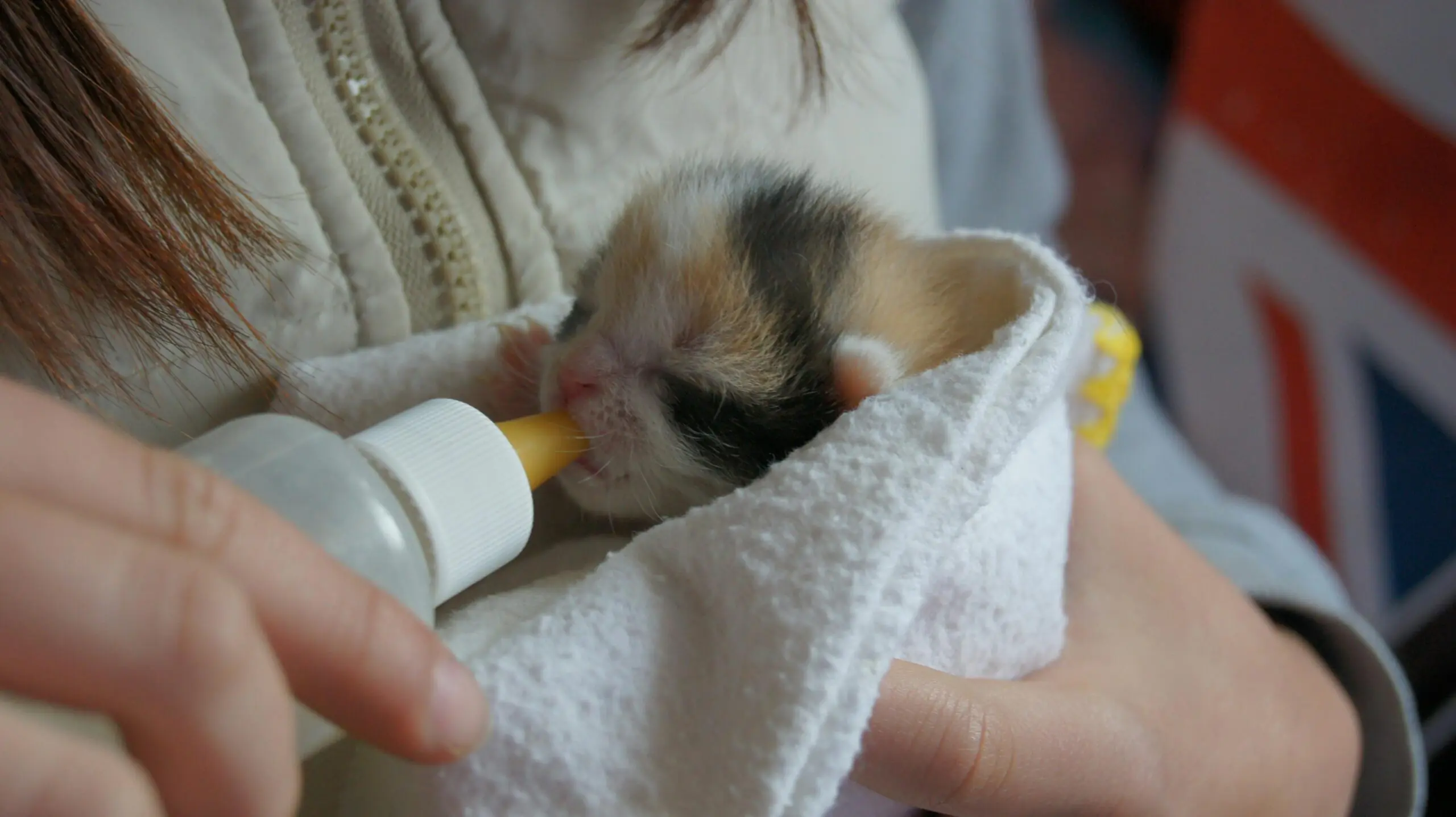 Feeding a Newborn Kitten scaled