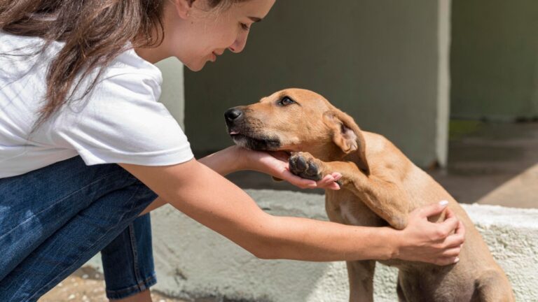 Flea Allergy in Dogs