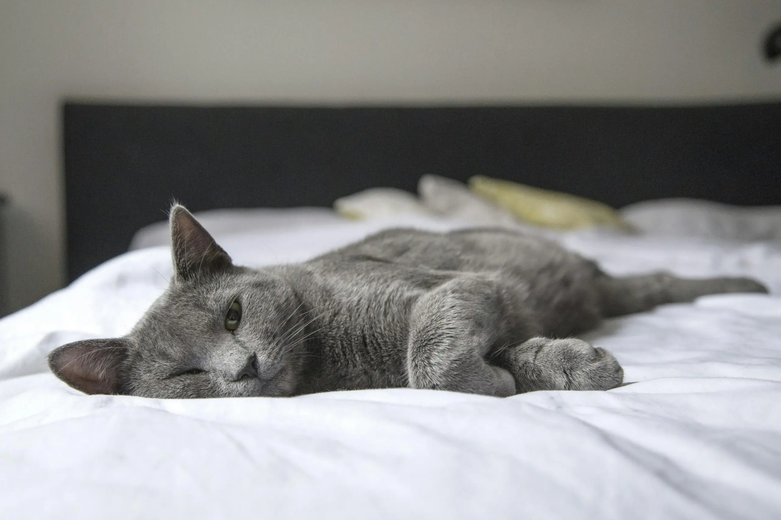 Fleas and Ticks on Cats Preventatives 2 scaled
