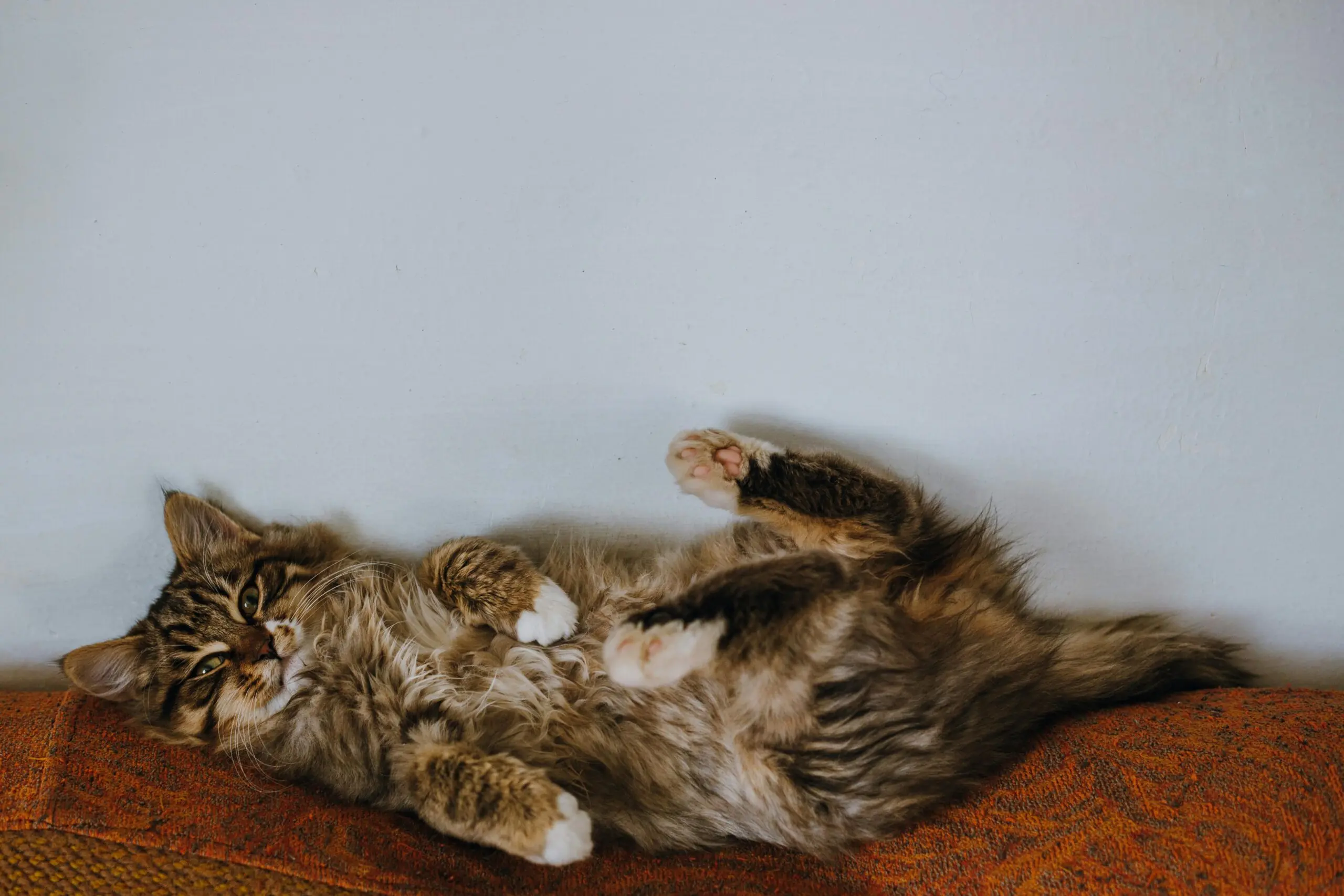 Fleas and Ticks on Cats Preventatives scaled