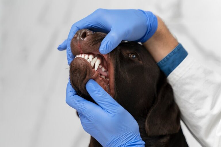Fractured Canine Teeth