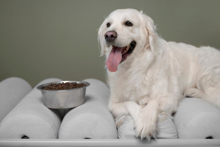 Gastrointestinal Parasite in Dogs