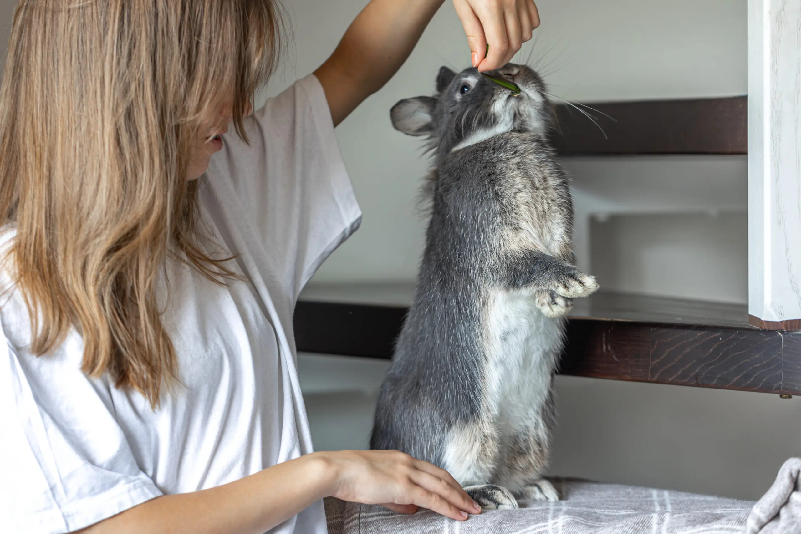 Ferret Care Guide: My Hints On Caring For Pet Ferrets 2 Grooming Care For Your Pet Ferret scaled