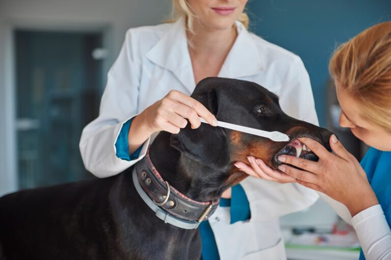 Gum Disease in Dogs
