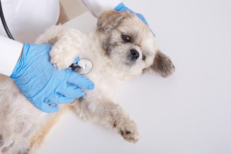 Heart Disease in Dogs 1