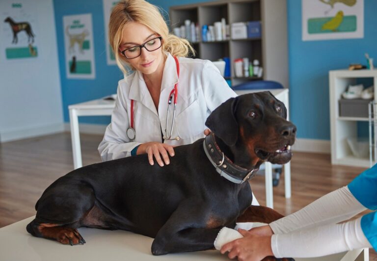 Heartworm Disease in Dogs