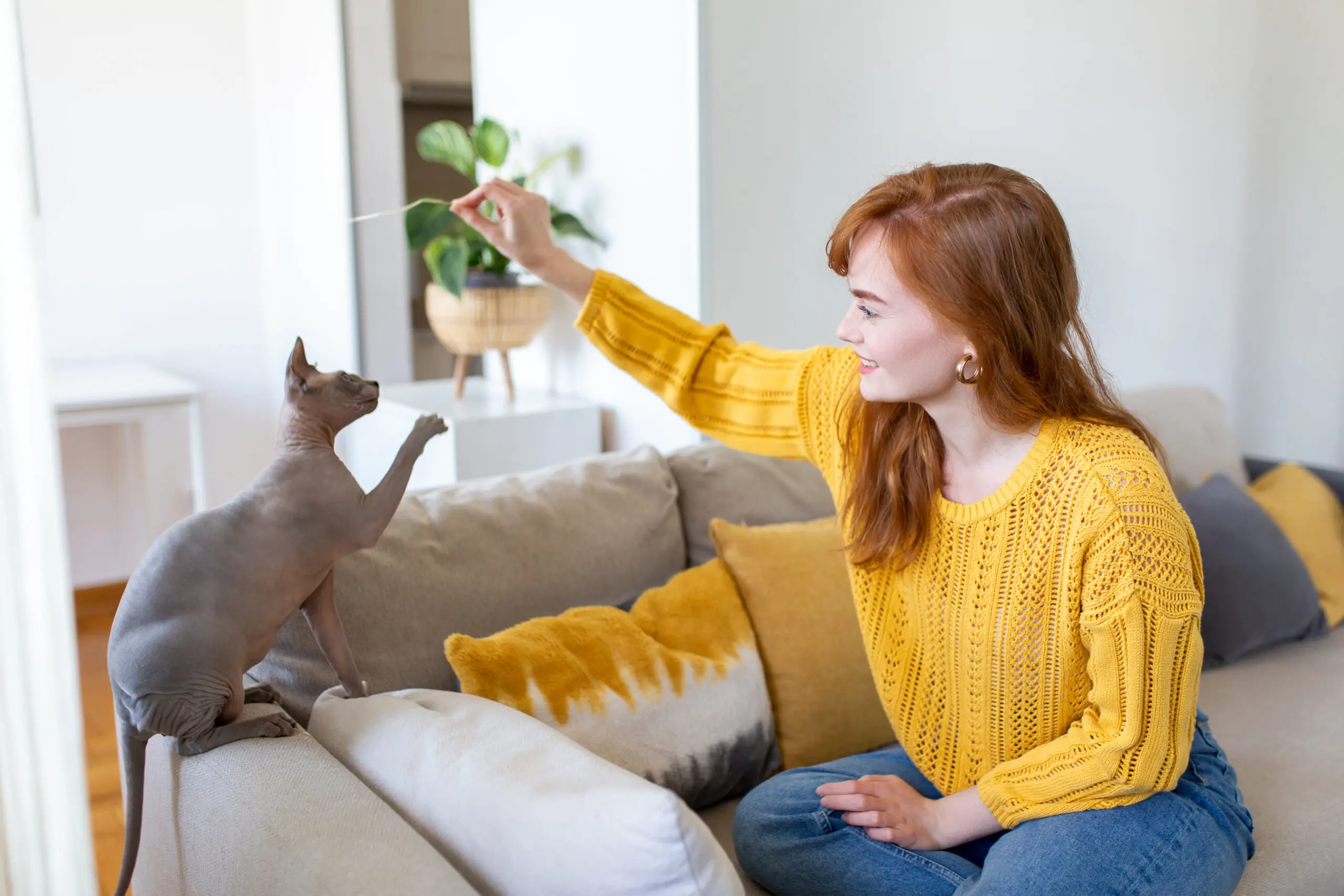 Home Care For The Older Cats scaled