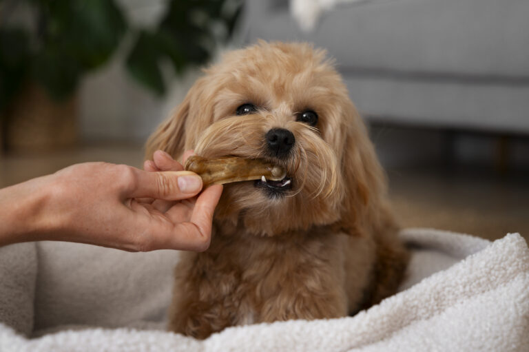 How To Care For A Healthy Puppy