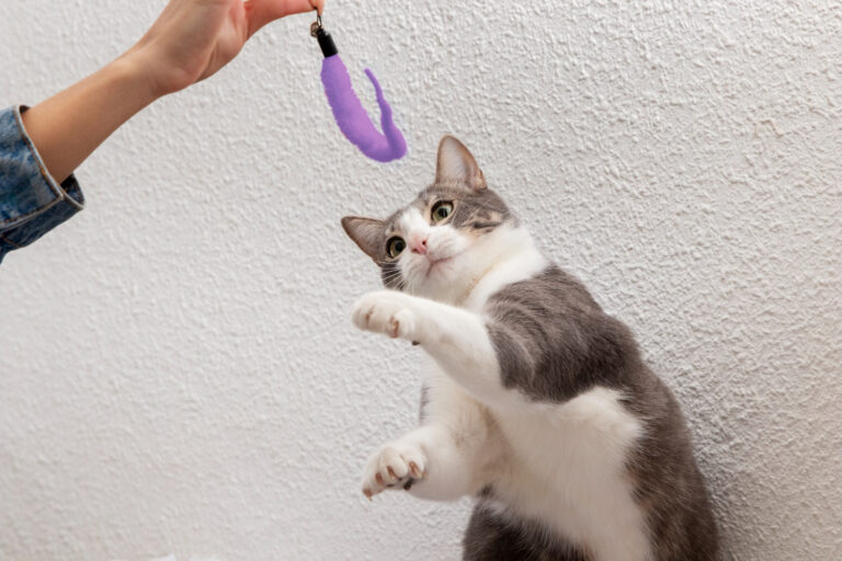How To Care For A Senior Cat
