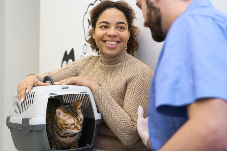 How To Care For A Young Adult Cat
