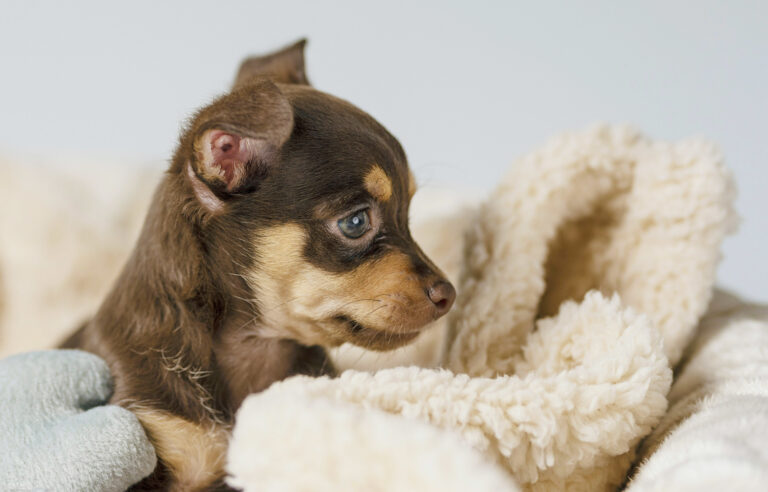 How To Care For Newborn Puppies
