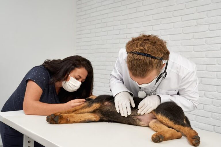 Hyperadrenocorticism Cushing s Disease in Dogs