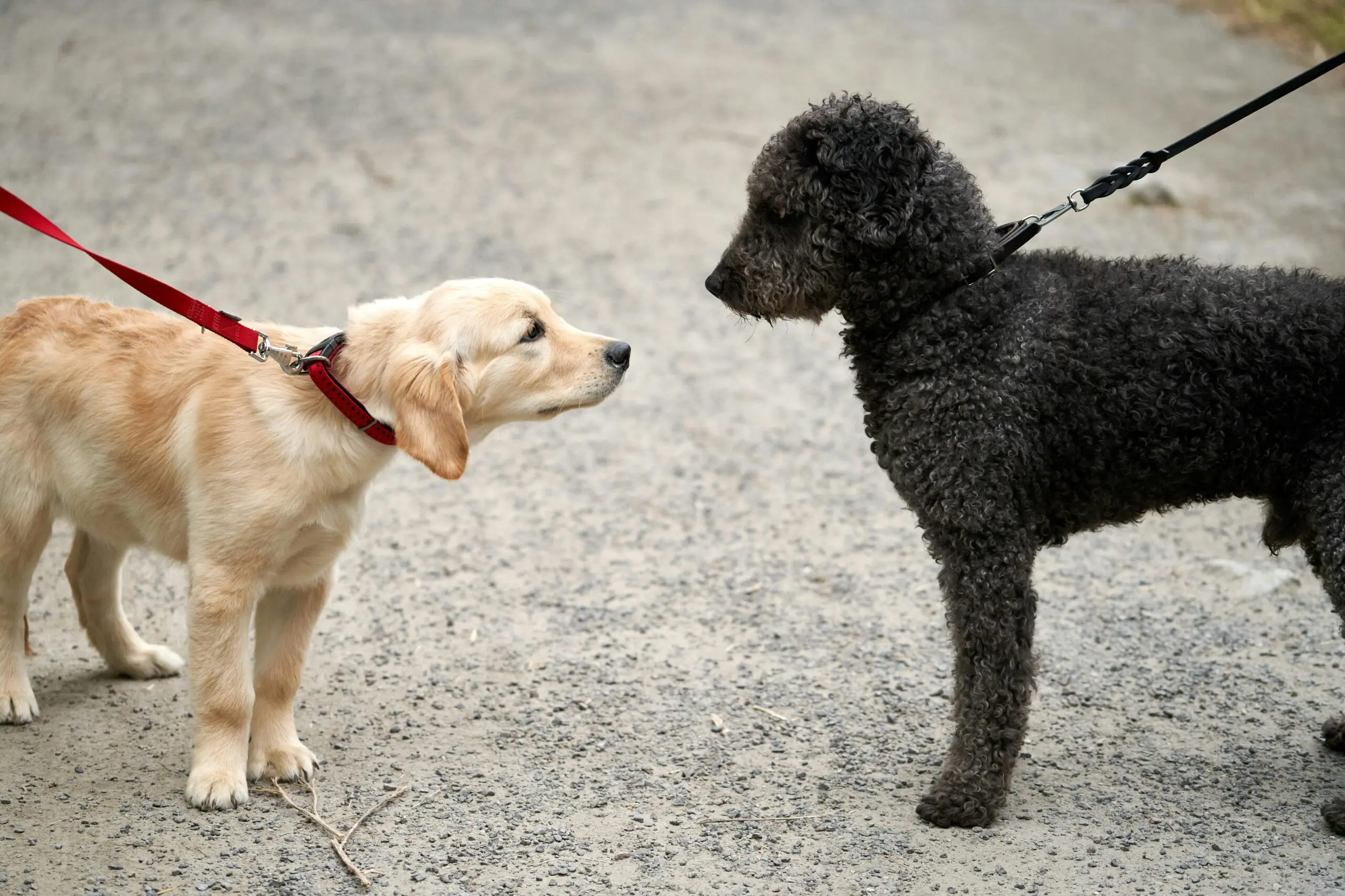 Importance of Crate Training Dogs scaled